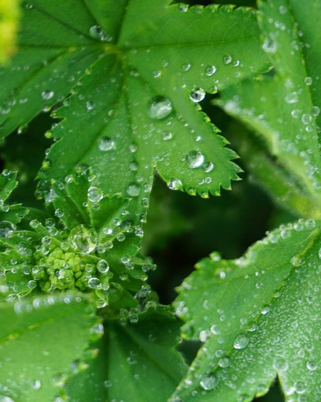 Alchemilla Mollis Seeds | Lady's Mantle