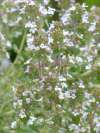 Flowering Thymus vulgaris with pale pink thyme blooms attracting pollinators.