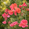 Close-up of Sweet Pea ‘Prince of Orange’ flowers showing warm orange petals and delicate tendrils