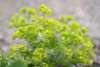 Close-up of Alchemilla mollis leaves catching morning dew drops, with chartreuse flower clusters softening a garden edge.