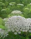 Ammi Visnaga