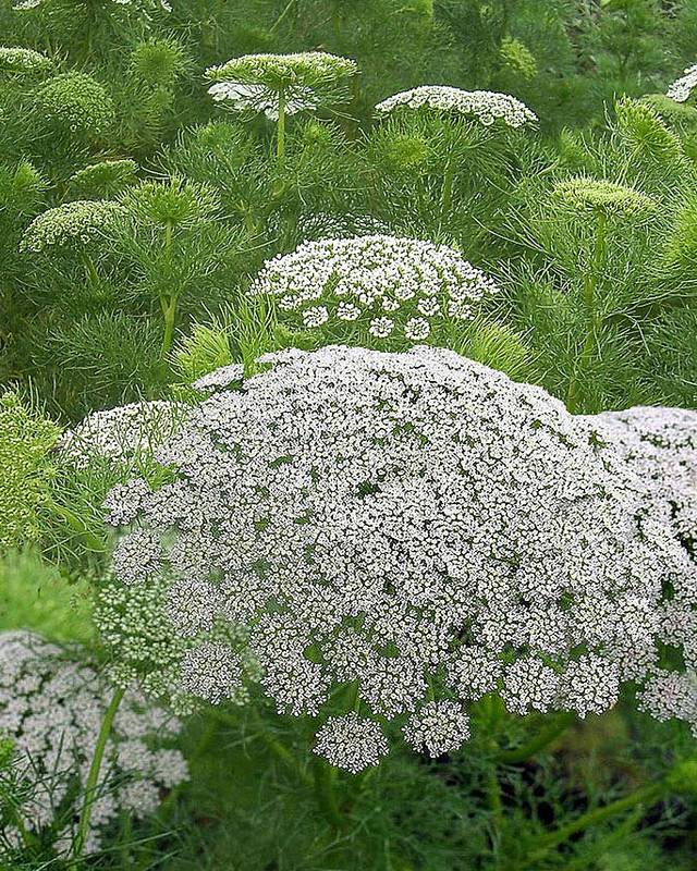 Ammi Visnaga