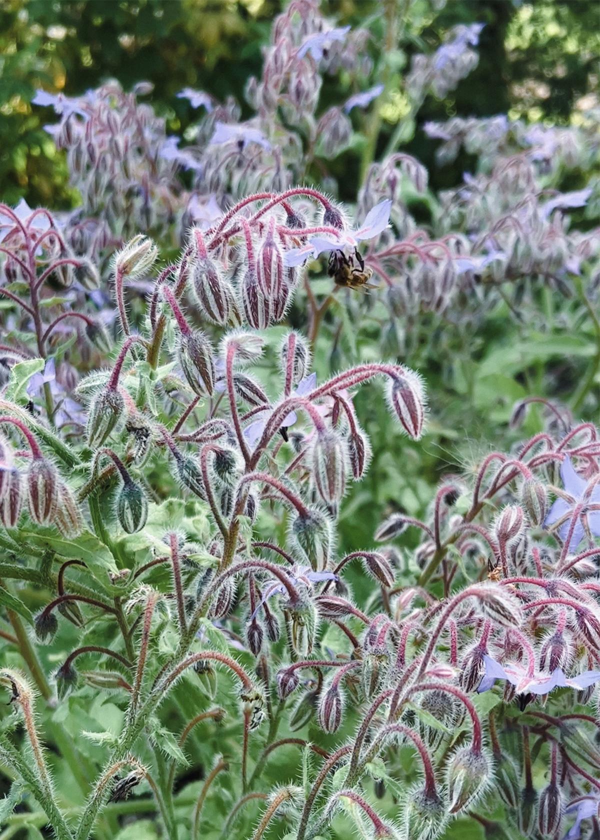Borage flowers for pollinators grown from the Rewild Garden Seed Box