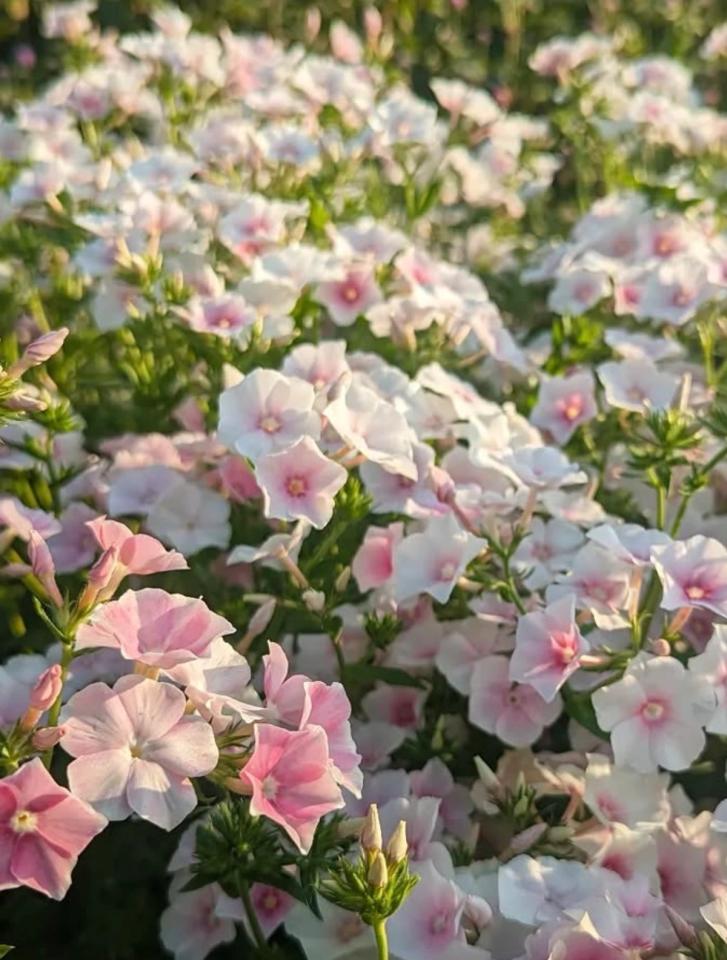 Close-up of Phlox Blushing Bride flowering in a summer garden, pollinator-friendly blooms