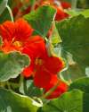 Bright orange Nasturtium Gleam Fields edible flowers growing in a garden bed.
