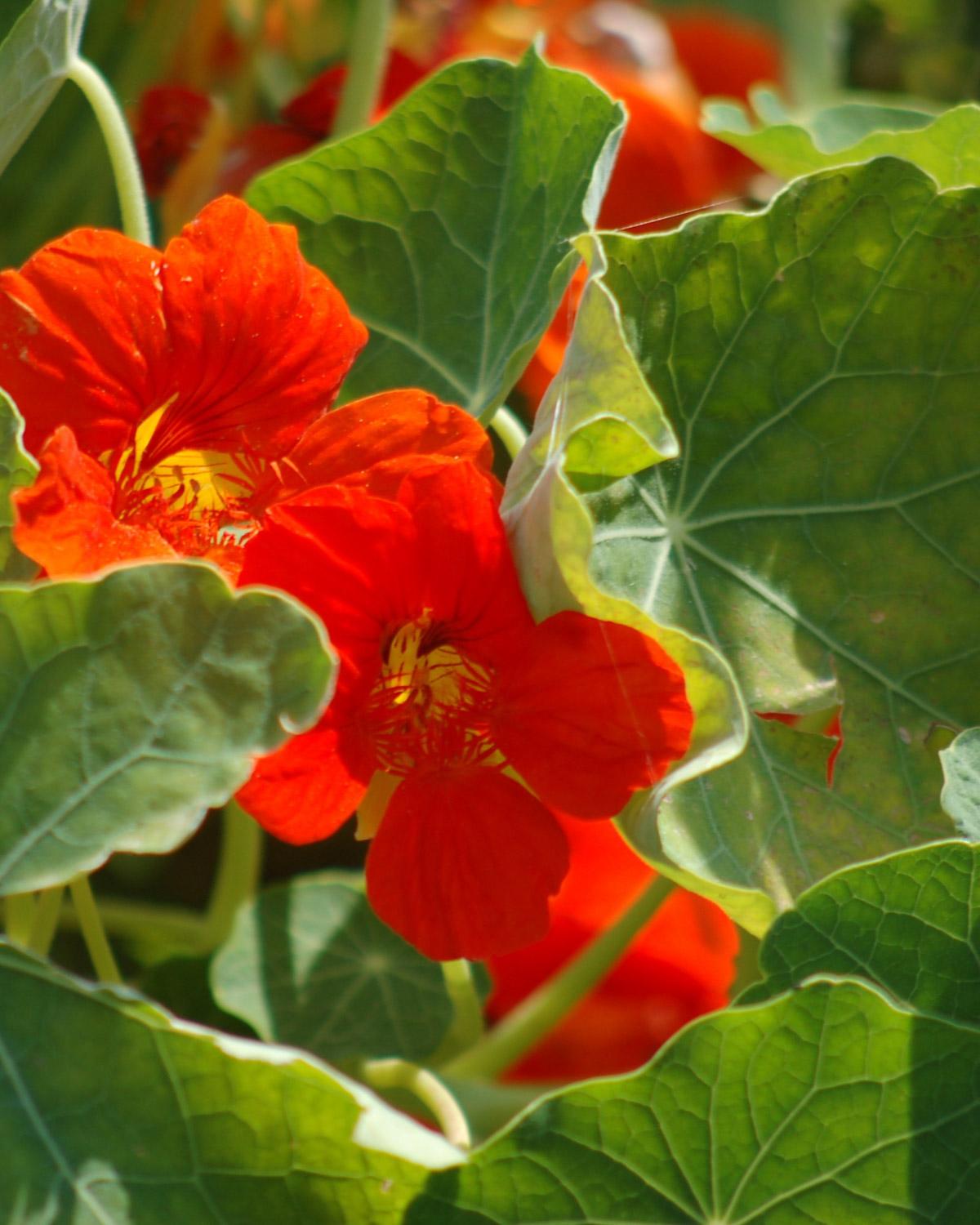 Nasturtium ‘Gleam Field’ trailing plant – balcony-friendly trailing flowers