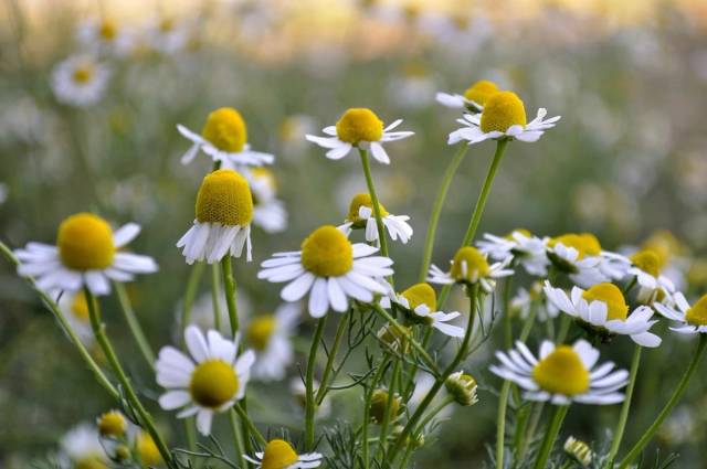 Roman Chamomile Seeds