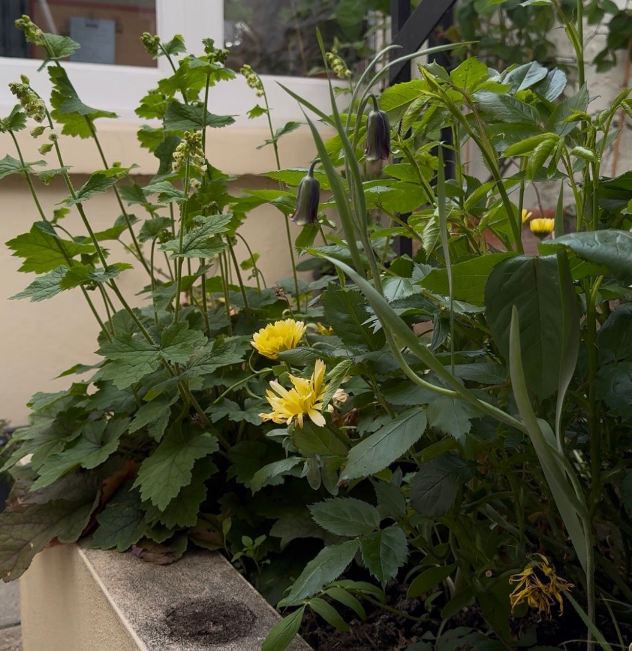 Herboo Flower Seeds
