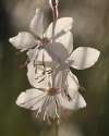 Airy white butterfly-like flowers of Gaura lindheimeri (also known as bee blossom) swaying on tall, delicate stems.