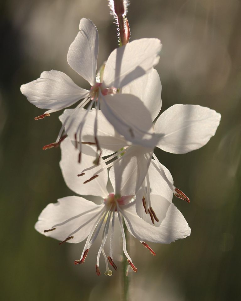 Airy white butterfly-like flowers of Gaura lindheimeri (also known as bee blossom) swaying on tall, delicate stems.