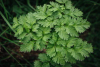 Flat-leaf parsley plant with fresh green serrated leaves growing outdoors