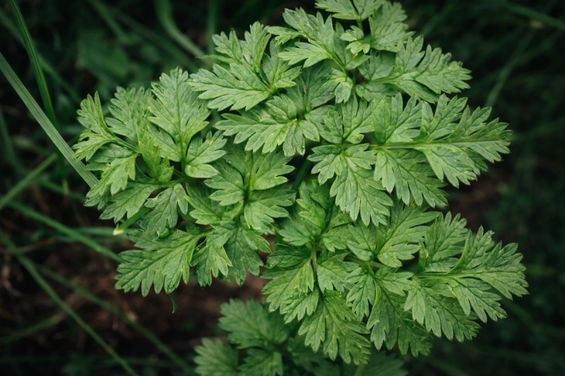 Flat-leaf parsley plant with fresh green serrated leaves growing outdoors