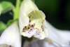 Foxglove ‘Dalmatian White’ in bloom attracting bees in a pollinator-friendly garden