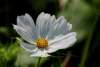 Close-up of white Cosmos Purity flowers with delicate petals and yellow centres
