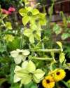 Grow Nicotiana 'Lime Green' flower from seed with lime green petals in garden
