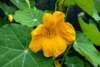 Close-up of trailing Tropaeolum majus ‘Gleam Fields’ flowers spilling over a pot with ruffled petals and climbing stems.