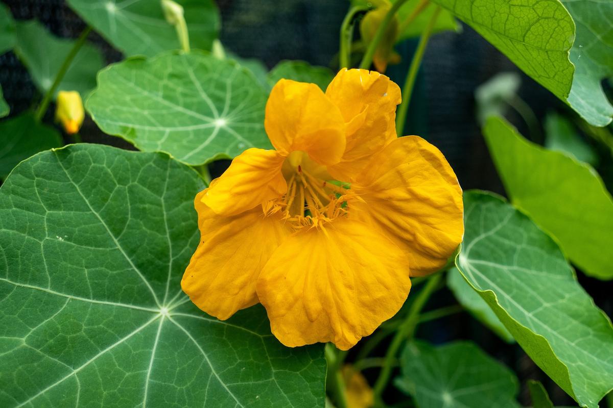 Close-up of trailing Tropaeolum majus ‘Gleam Fields’ flowers spilling over a pot with ruffled petals and climbing stems.