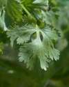 Coriander plant for homegrown herbs in a kitchen garden