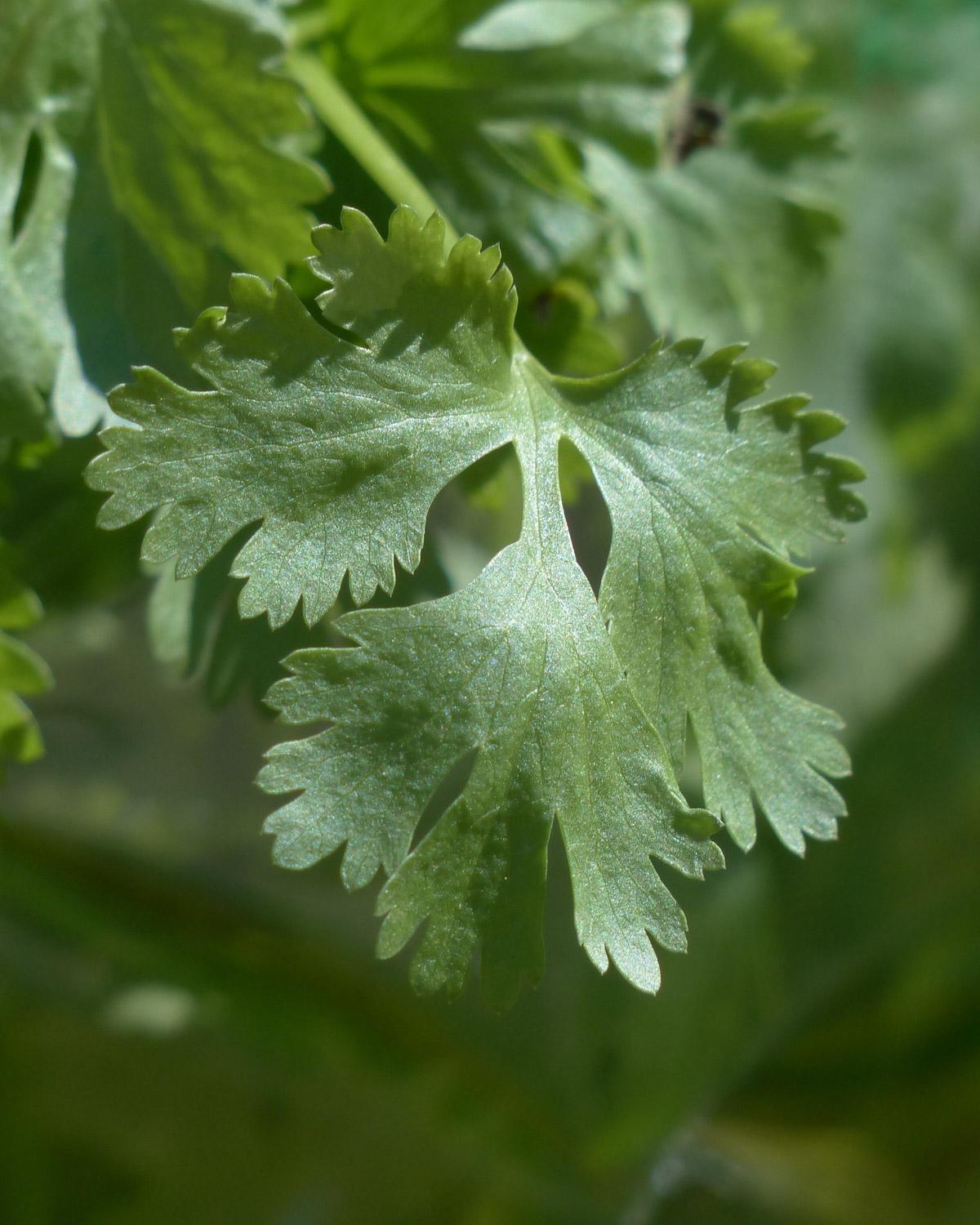 Coriander plant for homegrown herbs in a kitchen garden