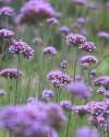 Verbena Bonariensis tall airy purple stems for contemporary garden style.
