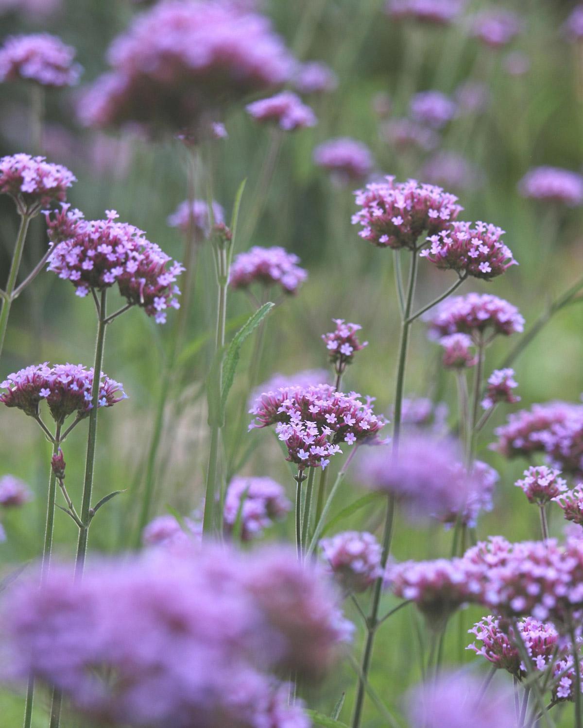Verbena Bonariensis tall airy purple stems for contemporary garden style.
