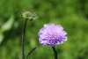 Close-up of Knautia arvensis blooms on tall stems, showing delicate lilac petals and central pin-cushion detail in a wildflower setting.