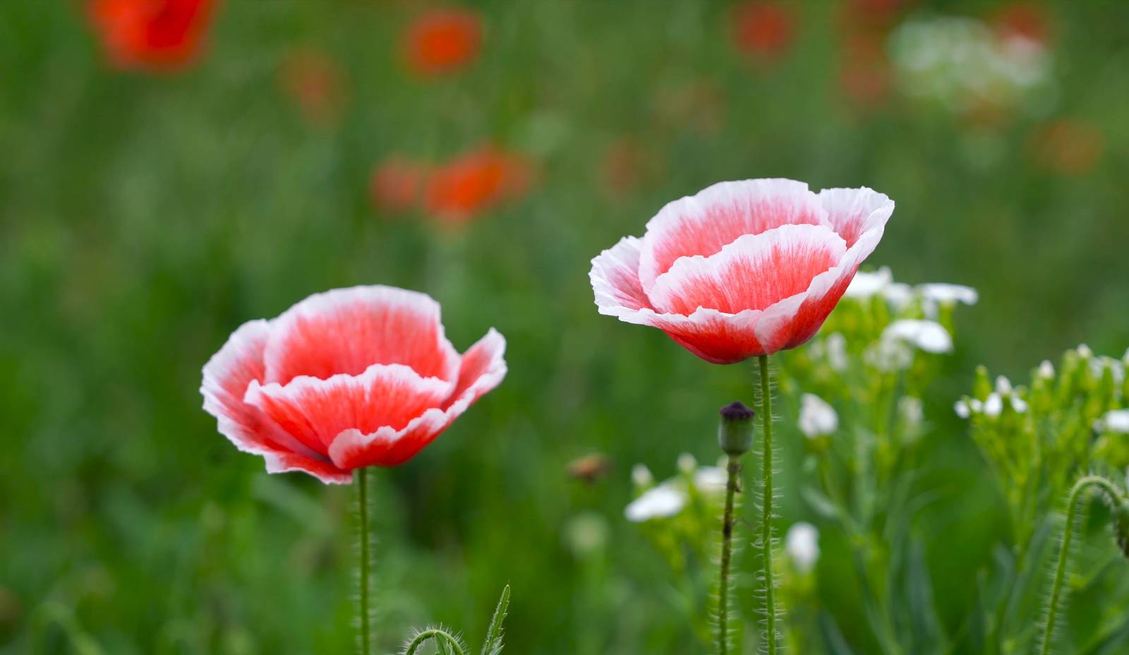 Two pink and white Shirley poppies open above a green meadow, with more poppies blurred behind them.