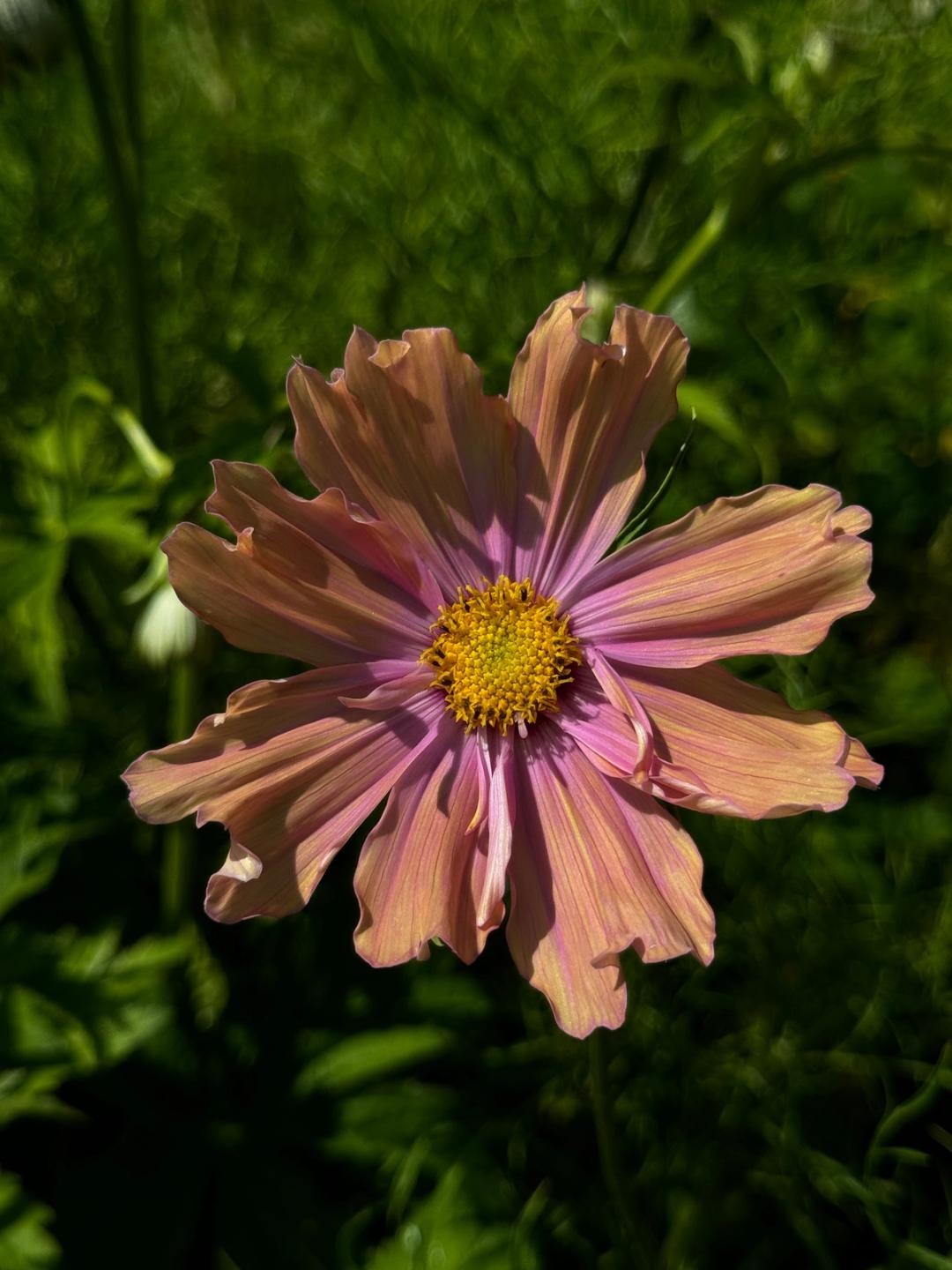 Cosmos bipinnatus 'Apricotta'