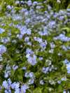 Forget-me-not flowers with small sky-blue petals and yellow centres growing in a shaded garden.