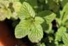 Fresh peppermint leaves ready for tea, desserts, and herbal use
