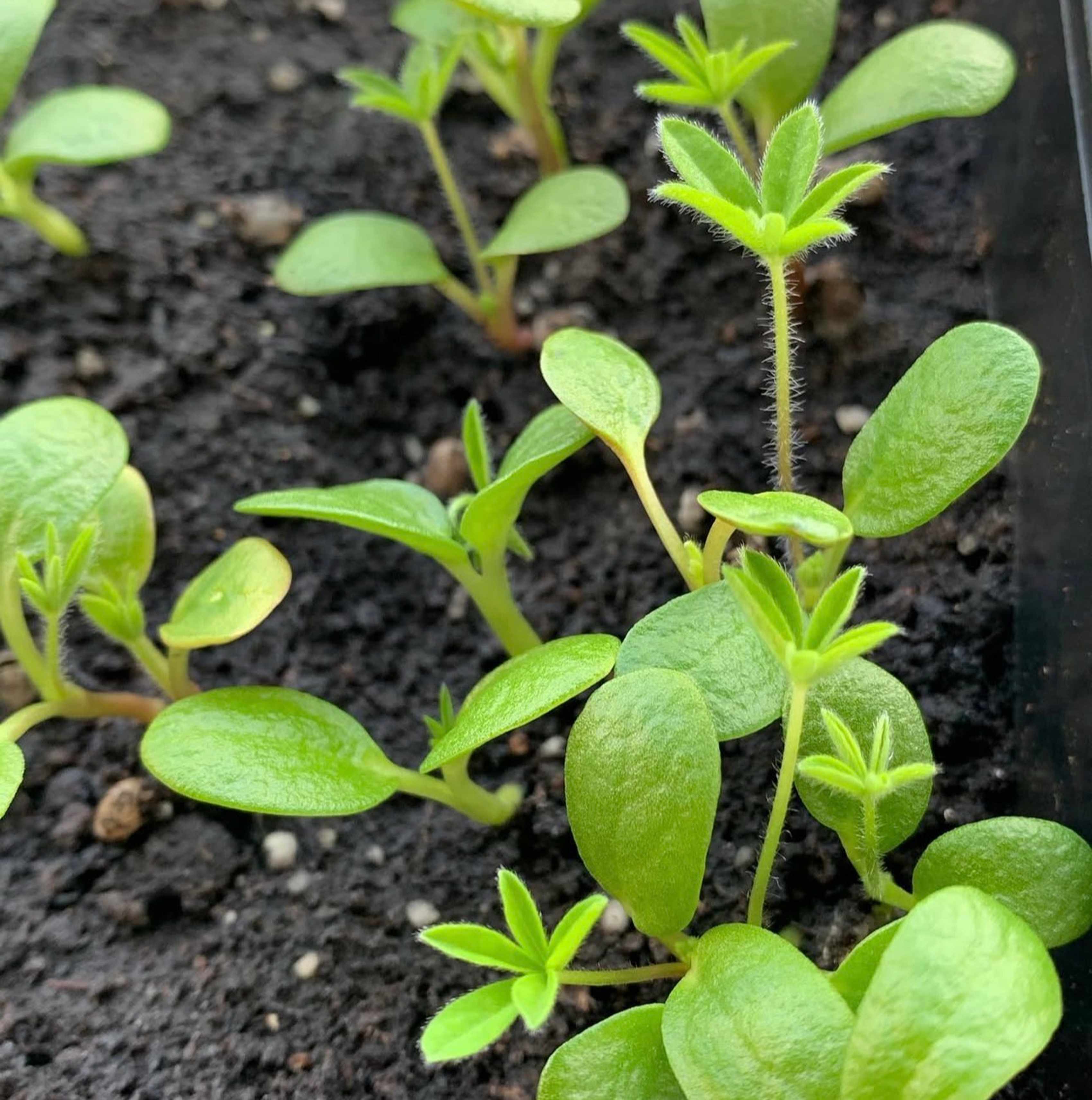 Lupin seedlings in compost with their first true leaves showing.