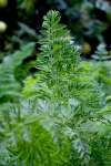 Close-up of flat leaf parsley foliage showing broad, vibrant green leaves