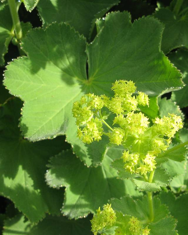 Alchemilla Mollis Seeds | Lady's Mantle