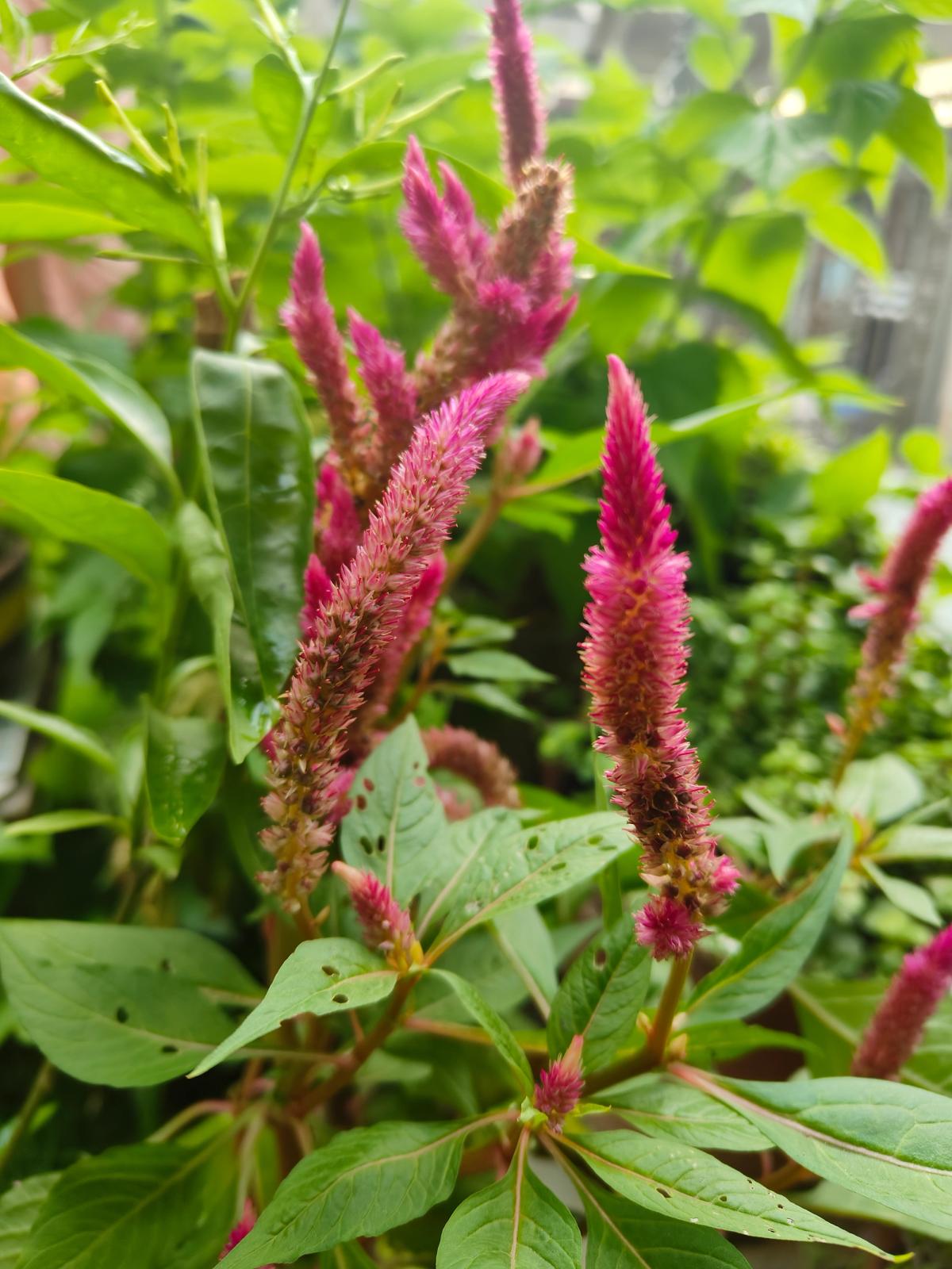 Amaranth Red Army