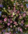 Nigella ‘Persian Jewels’ mixed colour blooms (blue, pink, white) in a garden border