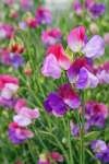 Sweet Pea ‘Little Sweetheart’ blooms on short stems, ideal for containers