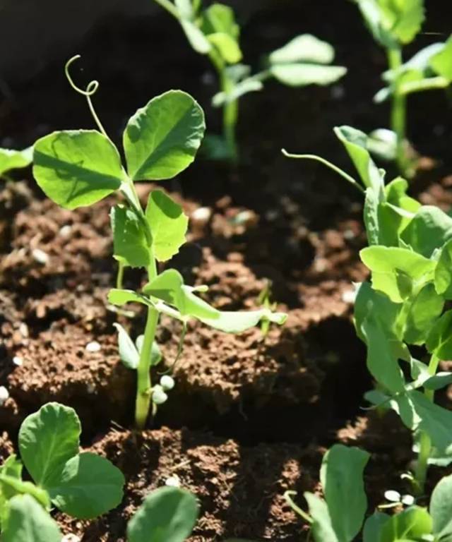 Sweet Pea Royal Family Flower Seedlings