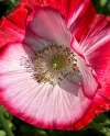Poppy ‘Shirley Double’ blooms unfolding from buds, showing soft ruffled red and pink petals.