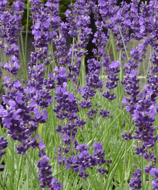 Lavender Munstead Dwarf Seeds