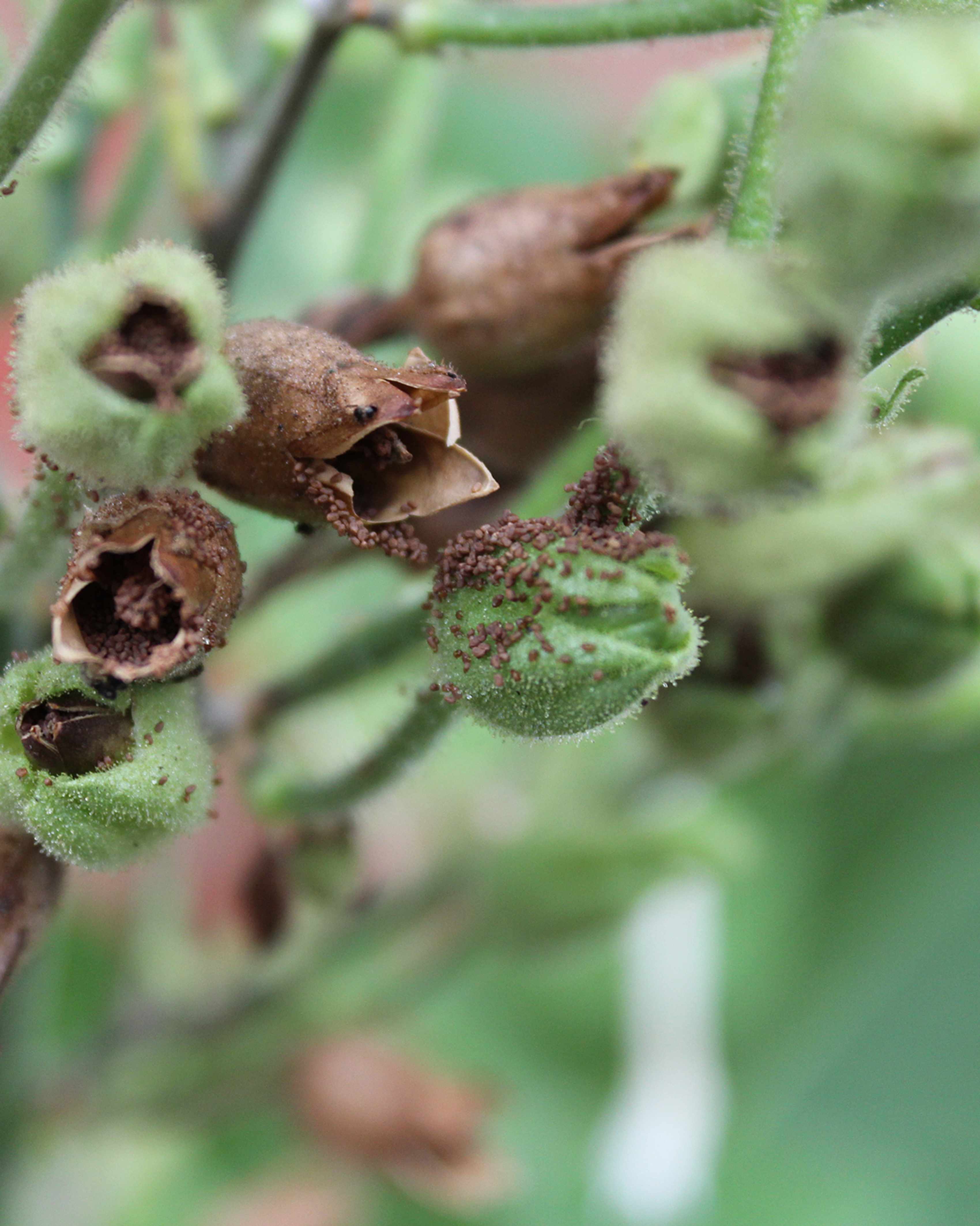 Nicotiana seed capsules split open and ready to collect.