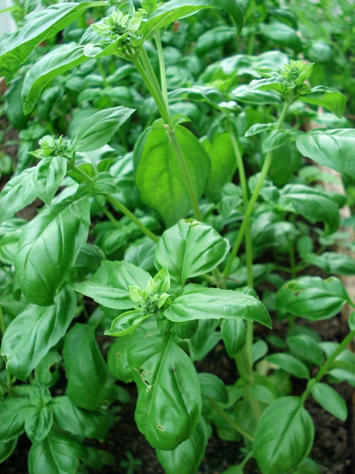 Glossy aromatic leaves of Ocimum basilicum growing in a warm, sunny container garden.