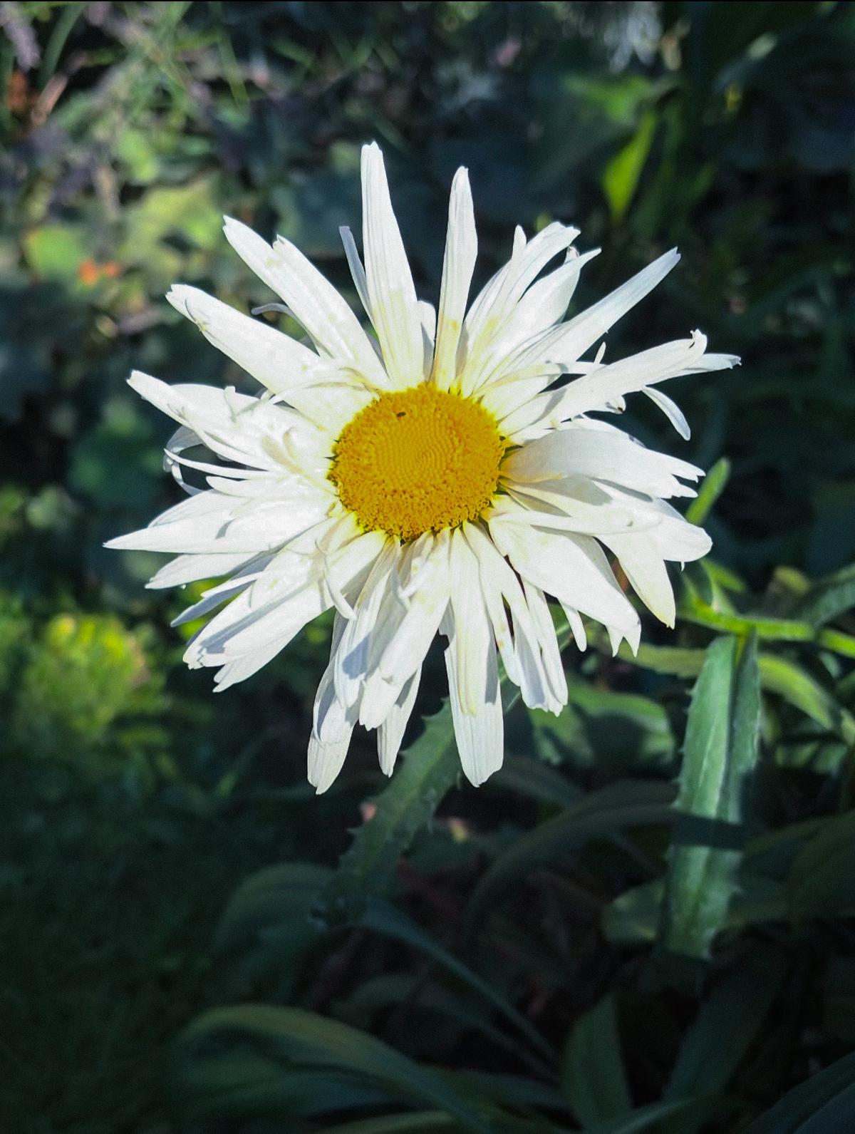 Close-up of Leucanthemum ‘Crazy Daisy’ blooms opening on sturdy green stems, highlighting frilly petal texture.
