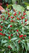 Chilli ‘Thai Hot’ plant with clusters of small red chillies growing in a pot