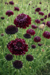 Scabious atropurpurea ‘Black Knight’ growing in a garden border, showing airy stems and dark blooms attracting pollinators