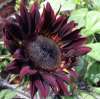 Helianthus ‘Claret’ F1 sunflowers flowering on tall stems, ideal for cut flower gardens