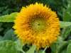 Close-up of fluffy yellow Teddy Bear Sunflower showing plush pom-pom petals.