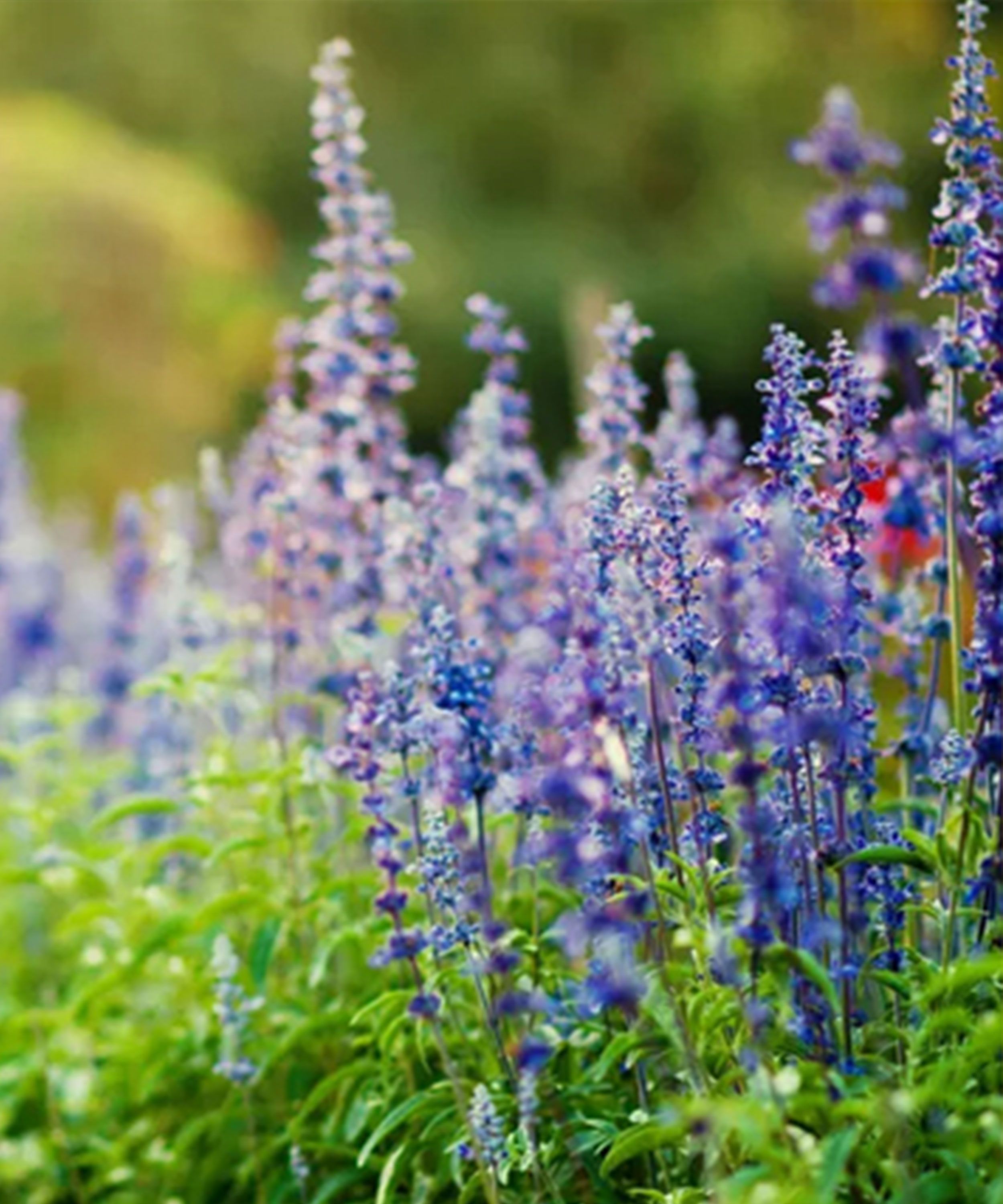 POWERS TO FLOWERS - SALVIA FARINACEA BLU IN VASO CERAMICA, pianta vera