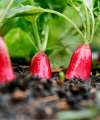 Radish ‘French Breakfast’ (Raphanus sativus) growing in the ground with foliage visible and roots forming beneath the soil.