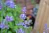 Catmint (Nepeta) growing in partial shade with soft lilac-blue flowers and aromatic foliage.
