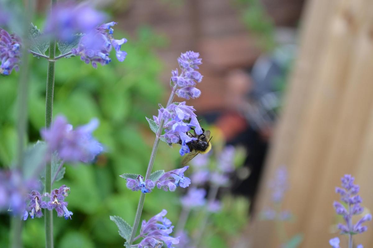 Catmint (Nepeta) flowers with a bee feeding on soft purple-blue blossoms